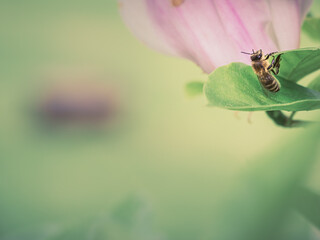 Biene sitzt auf einem Blütenblatt