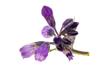 comfrey flower isolated
