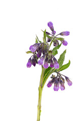 comfrey flower isolated