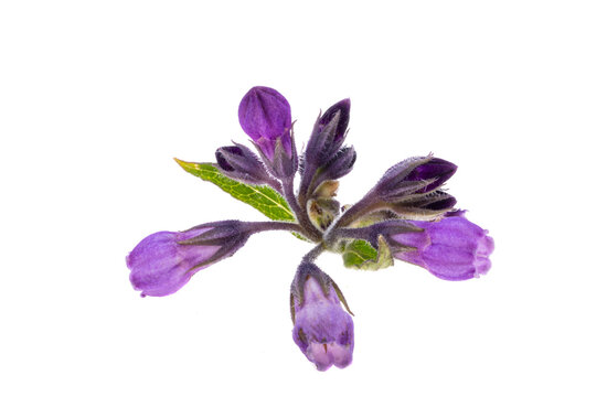 comfrey flower isolated