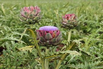 Artichokes growing in a field