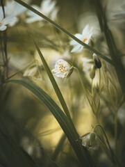 weiße Blume inmitten einer Blumenwiese