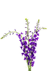 Naklejka premium larkspur flower isolated