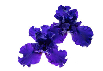 iris flower blue isolated