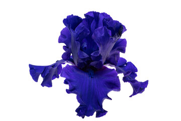 iris flower blue isolated