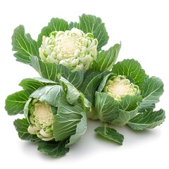 Vibrant Cabbage Herbs: Crisp, Fresh and Nutrient-Rich Vegetables in Professional Product Photography