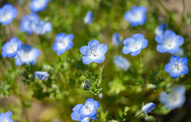 blue nemophila flowers