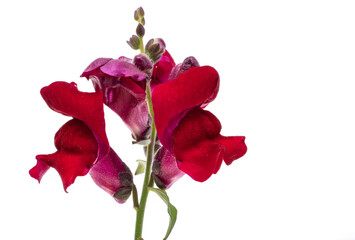 Snapdragon flower isolated