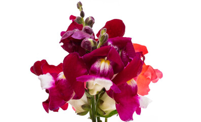 Snapdragon flower isolated