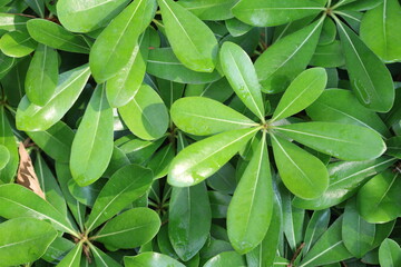 green leaves in the garden