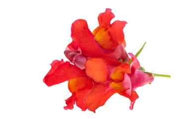 Snapdragon flower isolated