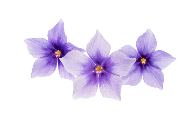 phlox flower isolated
