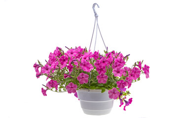 Petunia flower isolated