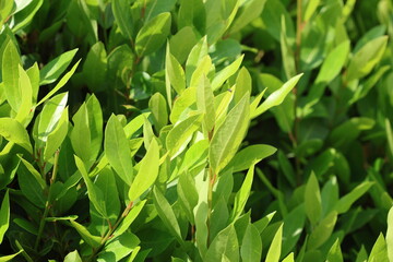 Leaves of daphne tree in spring