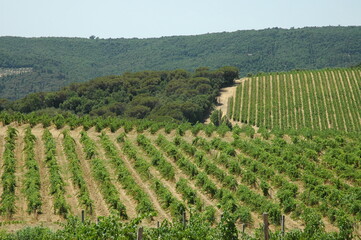 Vigneto fuori dal castello di Artimino  frazione di Prato.