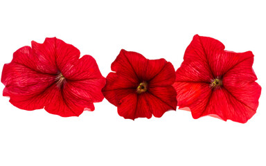 red petunia flower isolated