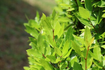 Leaves of daphne tree in spring