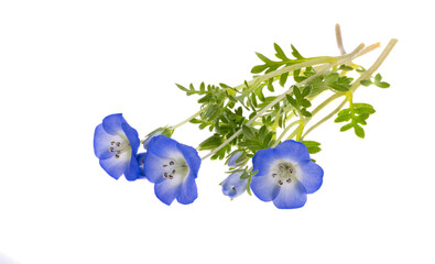 blue nemophila flower isolated