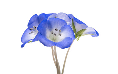 blue nemophila flower isolated