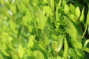 Leaves of daphne tree in spring