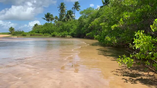 mangrove forest with river and sea water