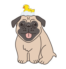 Lovely vector of a happy brown pug with a rubber duck on his head surrounded by bubbles. Perfect for pet themed designs and happy projects
