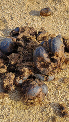 Close-up photograph of horse droppings, image taken at dusk. 