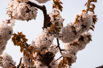 Kirschblüten in voller Pracht im Abendrot
