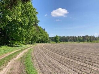 Maisfeld mit jungen Pflanzen im Frühling am Waldrand mit Waldweg