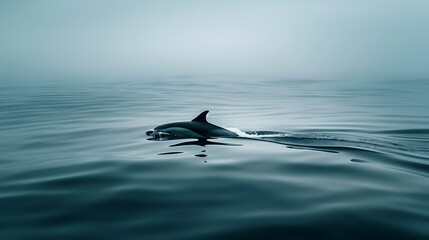 Fototapeta premium Dolphin in the water illustration, Beautiful, summer vibe, beach, ocean, sea, fish, background