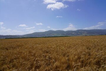 Wheat field in the Israeli valley