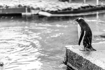 A penguin in an aquarium in Norway scouting