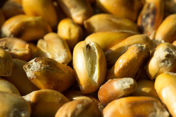 Macro photograph of Peruvian roasted corn cancha. Natural food concept.