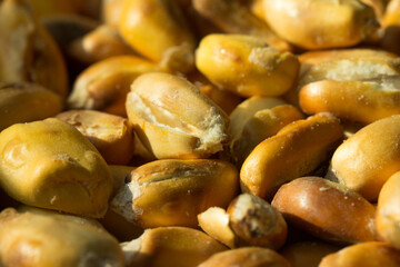Macro photograph of Peruvian roasted corn cancha. Natural food concept.