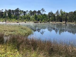 Zauberhafte Landschaft im Moor / Pietzmoor in der Lüneburger Heide bei Schneverdingen im Frühling
