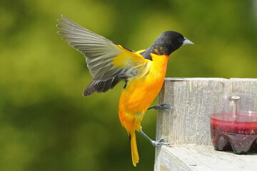Baltimore Orioles in spring