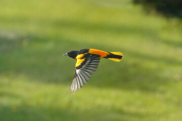 Flying Baltimore Orioles on lawn in spring