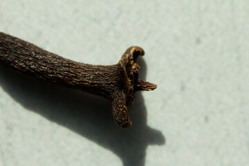Macro photography of cloves. Concept of natural ingredients
