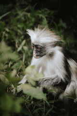 Monkeys of Jozani Nationalpark