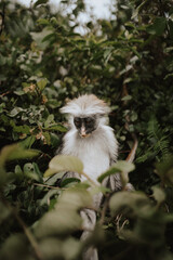 Monkeys of Jozani Nationalpark