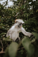 Monkeys of Jozani Nationalpark
