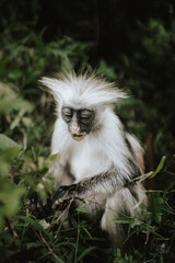 Monkeys of Jozani Nationalpark