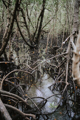 Monkeys of Jozani Nationalpark