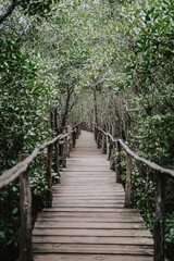 Monkeys of Jozani Nationalpark