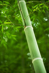 涼しげな夏の竹林