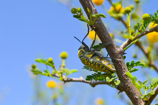 yellow babul tree branch, wild animal julodis insect close up macro bug background