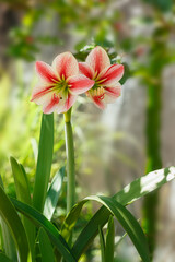 Beautiful pink Hippeastrum or Amaryllis flower. Science name in Hippeastrum johnsonii Bury.In outdoor garden