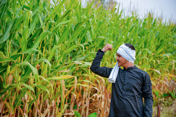 In a cornfield, a young Indian farmer