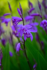 シラン（紫蘭）の花　紫色