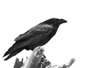 A black raven perched on a rugged branch in a monochromatic setting, exuding an intense gaze.